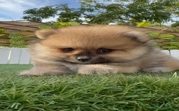 Pomerania perros en venta: POMERANIA - Imagen 8