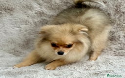 Pomerania perros en venta: POMERANIA TOY ECONÓMICO  - Anuncio 5