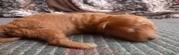 Caniche Toy perros en venta: Caniche Toy Rojo cachorro  - Anuncio 1