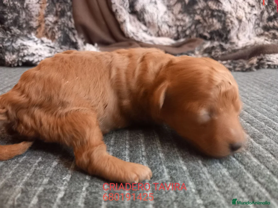 Caniche Toy perros en venta: Caniche Toy Rojo cachorro  - Anuncio 1
