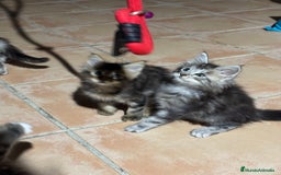 Maine Coon gatos en venta: Preciosa Camada Maine Coon - Imagen 3