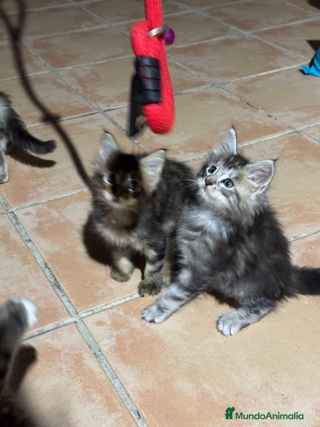 Maine Coon gatos en venta: Preciosa Camada Maine Coon - Imagen 3