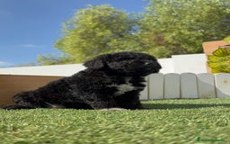 Perro de Agua Español perros en venta: PERRO DE AGUA ESPAÑOL HEMBRA - Imagen 30