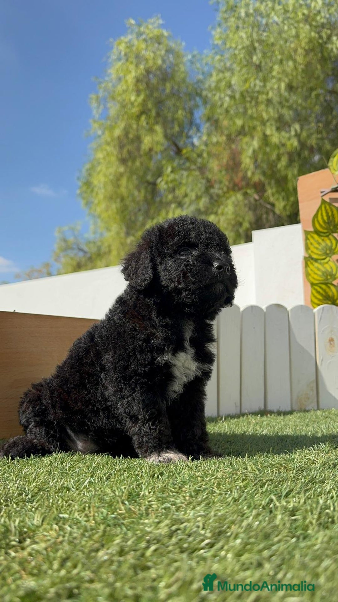 Perro de Agua Español perros en venta: PERRO DE AGUA ESPAÑOL HEMBRA - Imagen 30