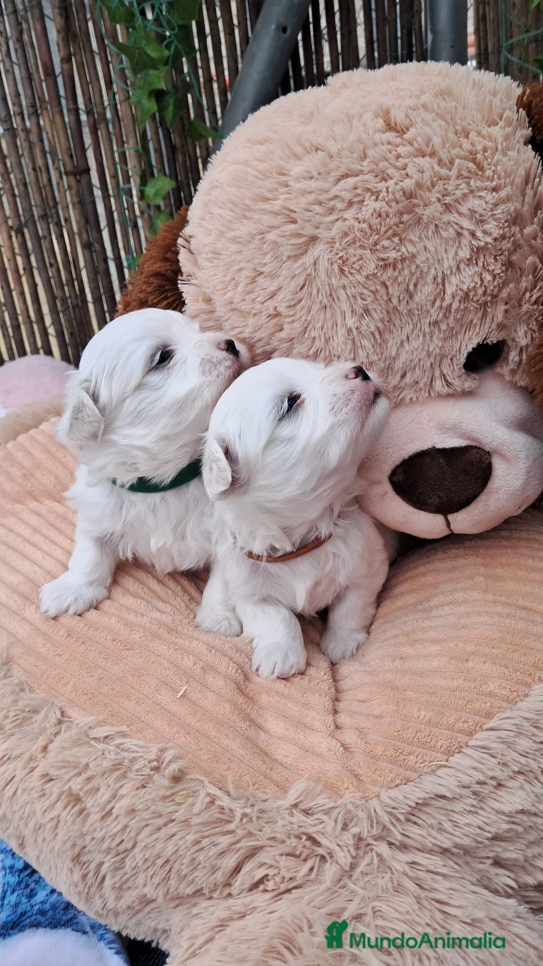Bichón Maltés perros en venta: Bebés Bichon Maltés Machos - Anuncio 2
