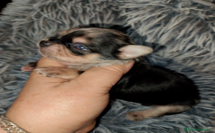 Chihuahua perros - Propaganda 3