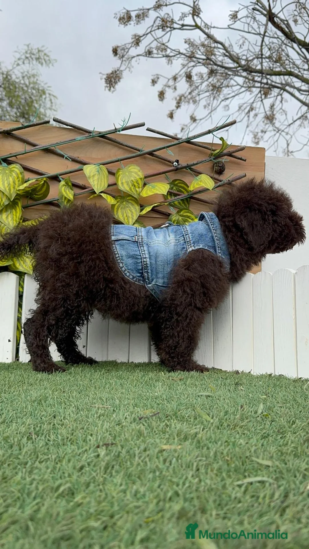 Perro de Agua Español perros en venta: PERRO DE AGUA  - Anuncio 4