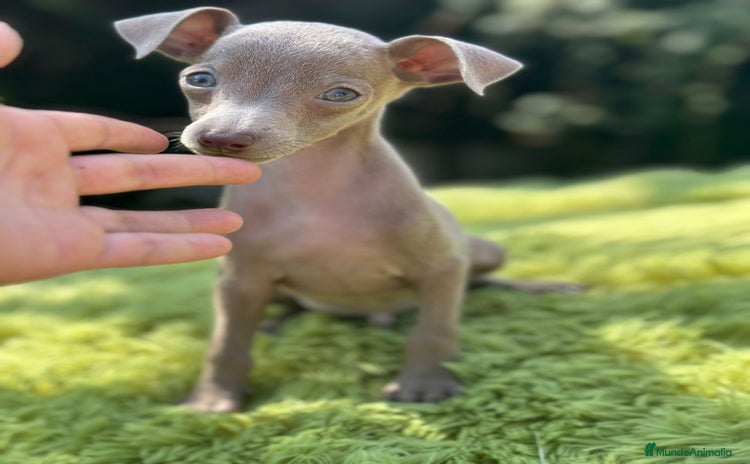 Pequeño Lebrel Italiano perros - Anuncio 1