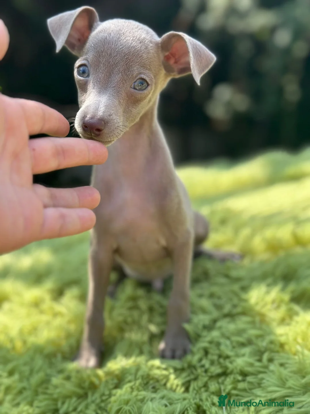Pequeño Lebrel Italiano perros en venta: Piccolo Isabella  - Anuncio 1