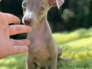Pequeño Lebrel Italiano perros Piccolo Isabella - Anuncio 6
