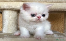 Exótico de Pelo Corto gatos en venta: Gatitos Persas Exóticos Machos - Imagen 5