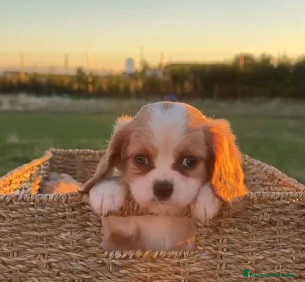 Cavalier King Charles Spaniel perros CACHORRITOS CAVALIER KING CHARLES SPANIEL - Anuncio 1