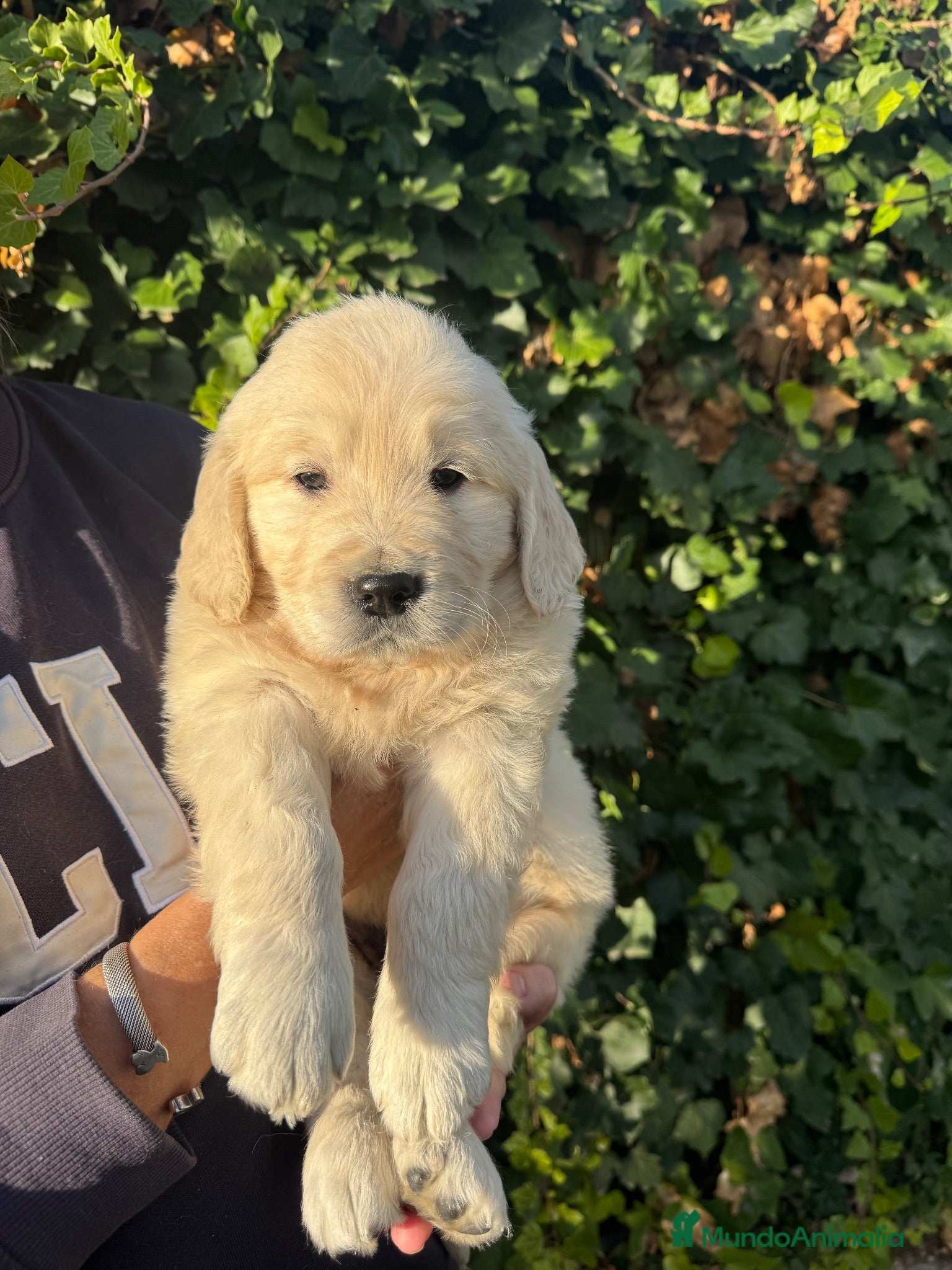 Golden Retriever perros golden retriever  - Anuncio 1