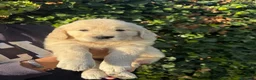 Golden Retriever perros en venta: golden retriever  - Anuncio 1