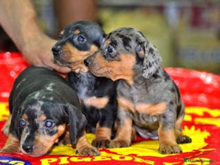 Teckel Miniatura perros Teckel miniatura ESPAÑA !! en Ciudad Real - Anuncio 21