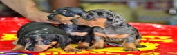 Teckel Miniatura perros en venta: Teckel miniatura ESPAÑA !!  en Ciudad Real - Anuncio 1