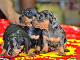 Teckel Miniatura perros Teckel miniatura ESPAÑA !! en Ciudad Real - Anuncio 24