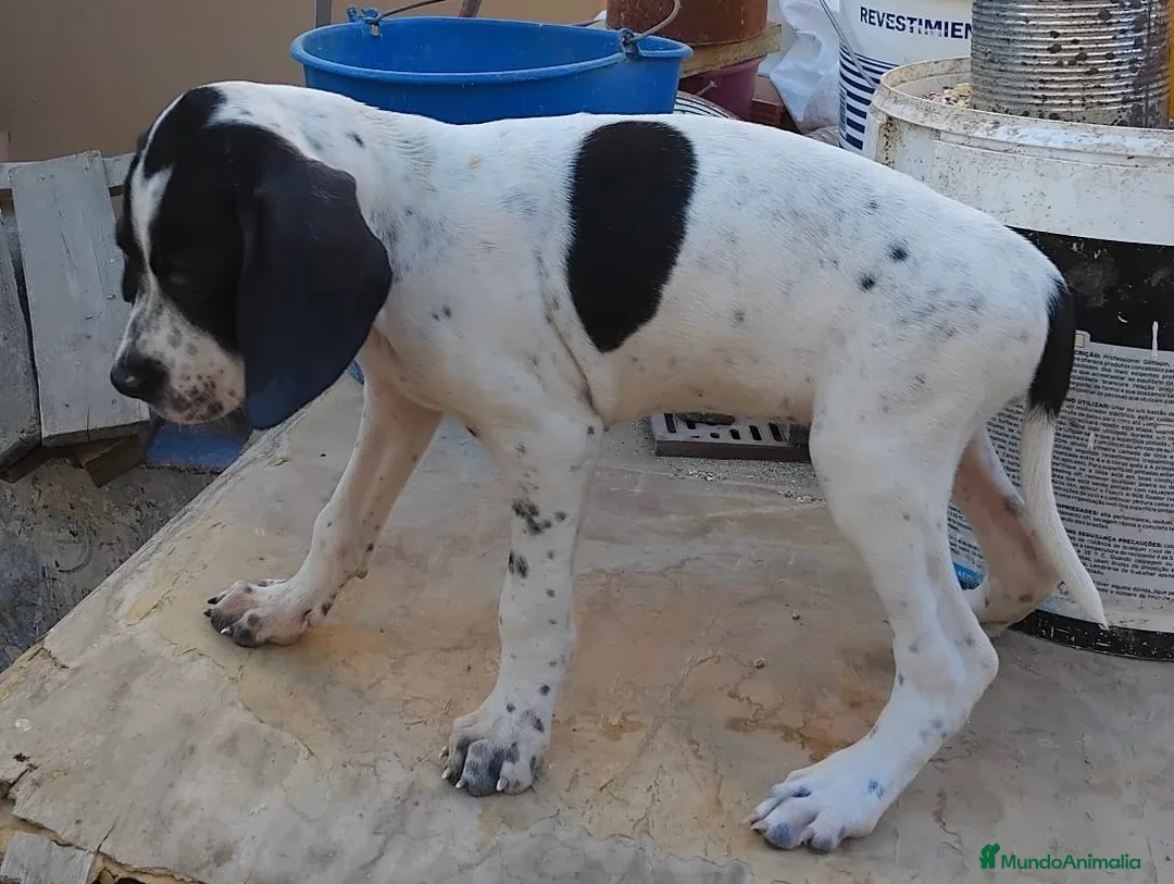 Pointer perros en venta: Excelente cachorro pointer  - Anuncio 1