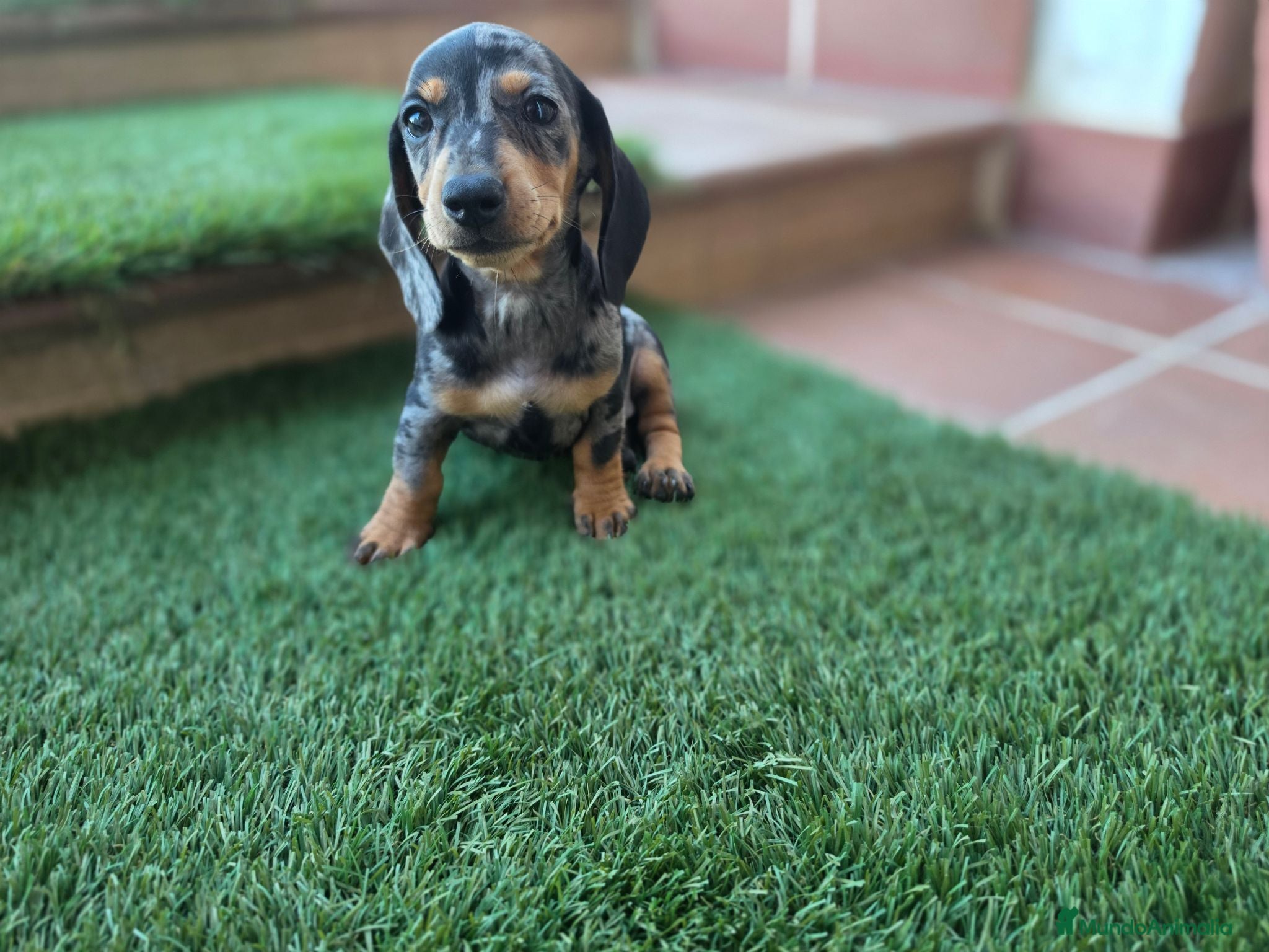 Teckel perros TECKEL MINIATURA ARLEQUIN - Anuncio 3
