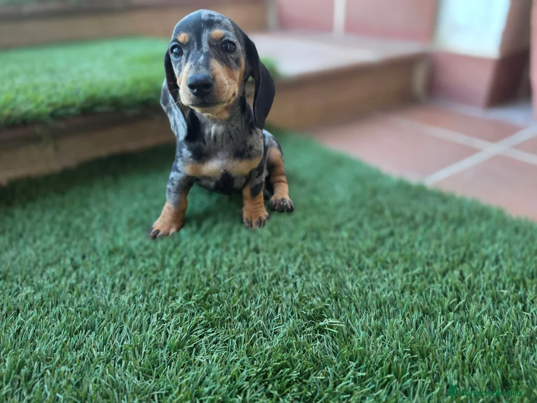 Teckel perros en venta: TECKEL MINIATURA ARLEQUIN - Anuncio 1