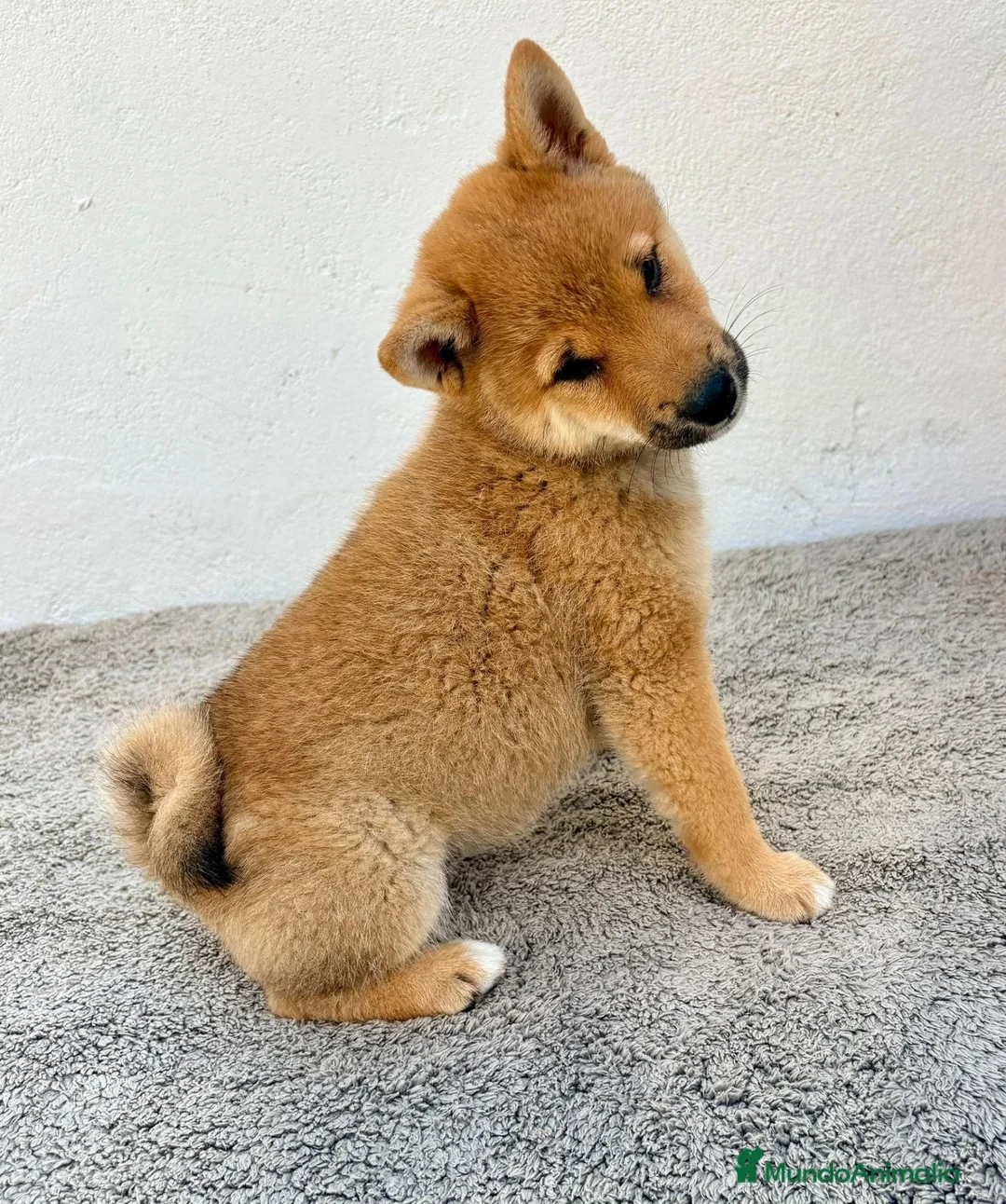 Shiba Inu perros en venta: Shiba Inu en Madrid - Anuncio 1