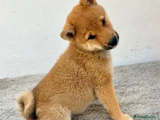 Shiba Inu perros Shiba Inu - Anuncio 3