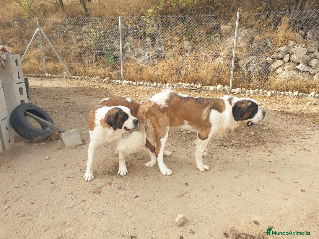San Bernardo perros para monta: San bernardo con pedigree - Anuncio 6