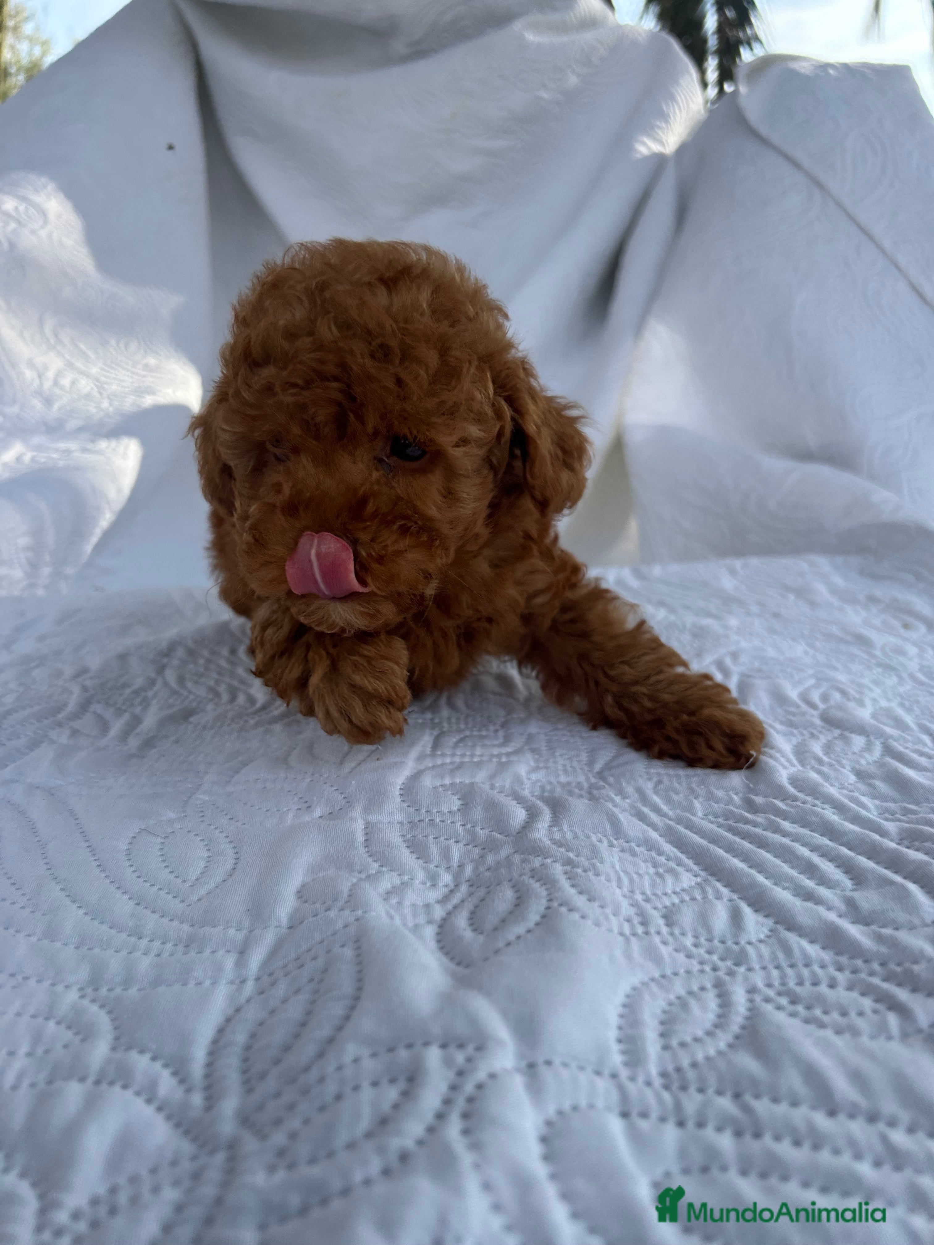 Caniche Toy perros CANICHE TOY ROJO - Anuncio 24