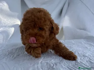 Caniche Toy perros CANICHE TOY ROJO - Anuncio 27