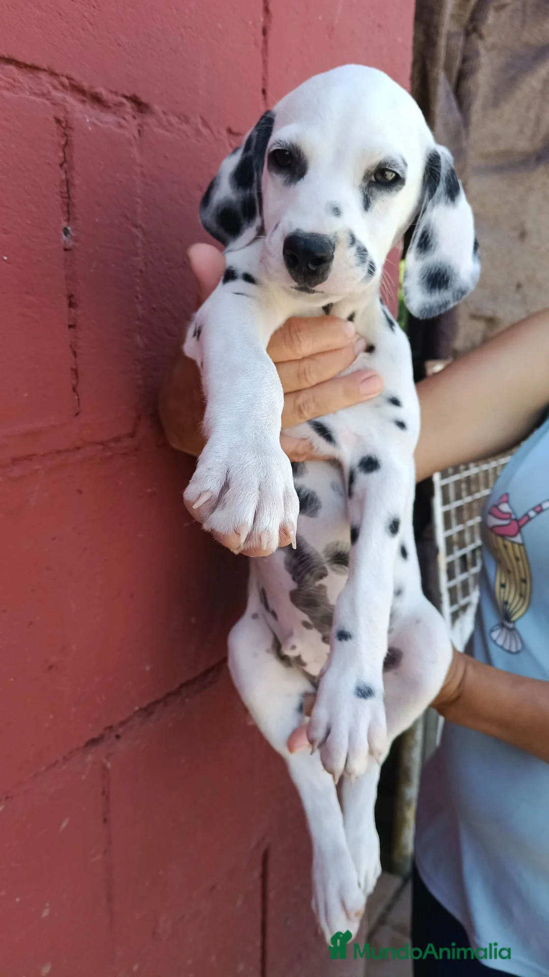 Dálmata perros en venta: Último macho dalmata  - Anuncio 1