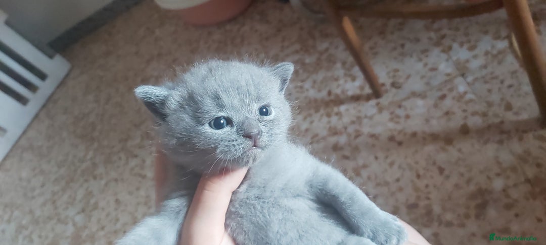 Británico de Pelo Corto Azul gatos en venta: Gatito british azul precioso - Imagen 1