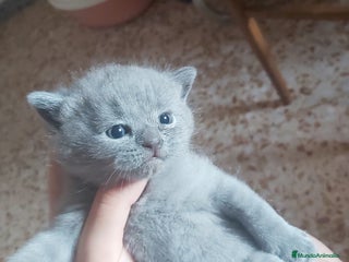 Británico de Pelo Corto Azul gatos - Anuncio 2