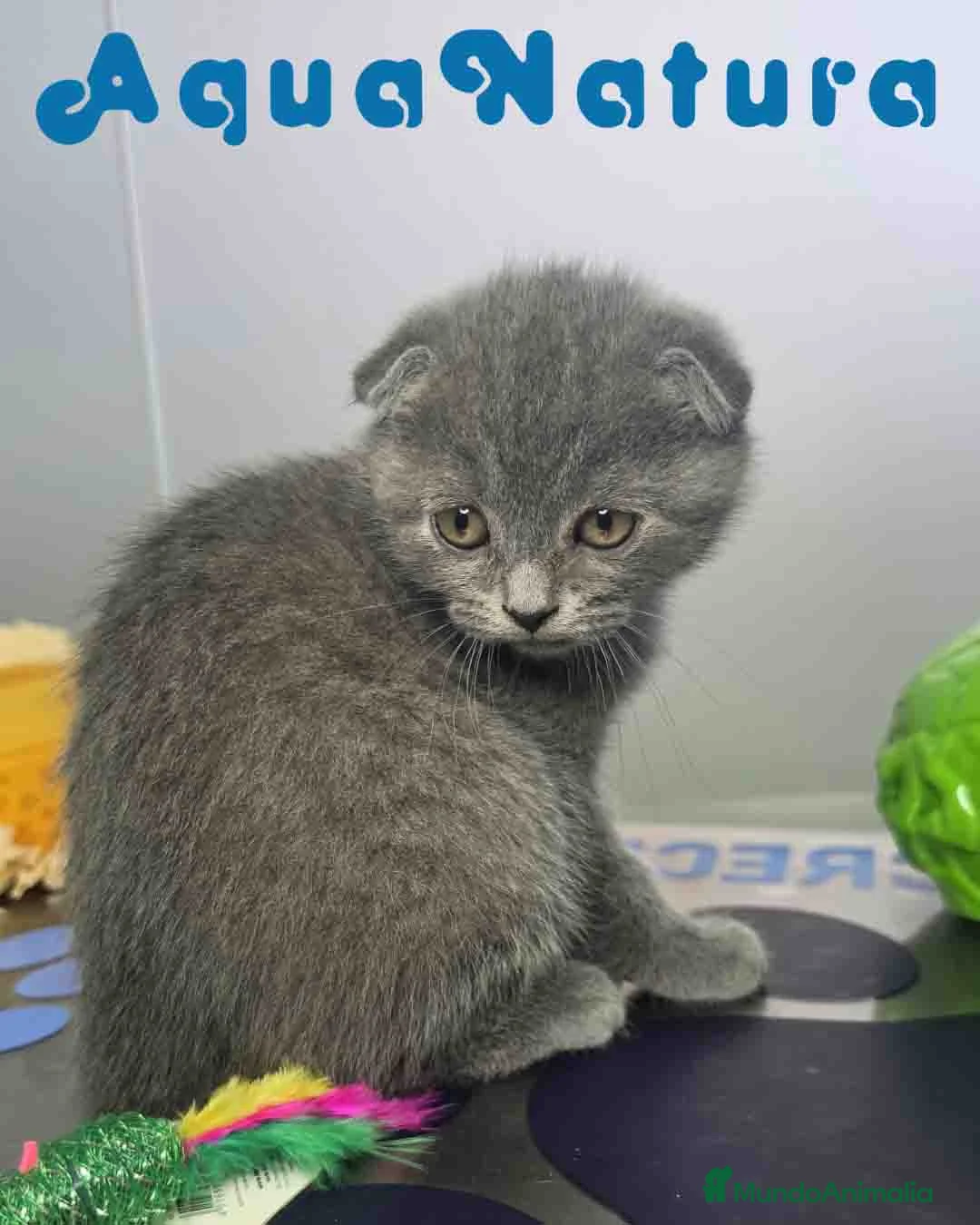 Scottish Fold gatos en venta: Scottish Fold Macho 6343 AQUANATURA - Anuncio 1