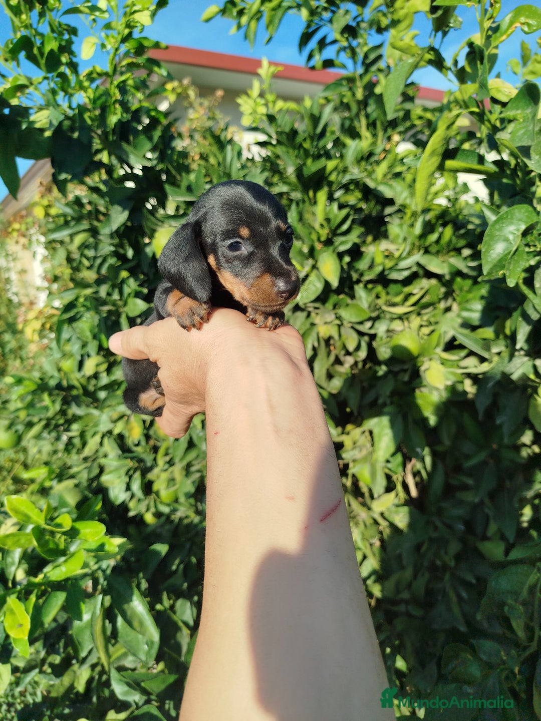 Teckel Miniatura perros en venta: Teckel mini  - Imagen 6