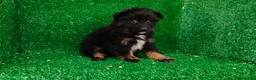 Pomerania perros en venta: Pomerania  - Anuncio 6
