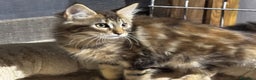 Maine Coon gatos en venta: Preciosa Camada Maine Coon - Anuncio 19