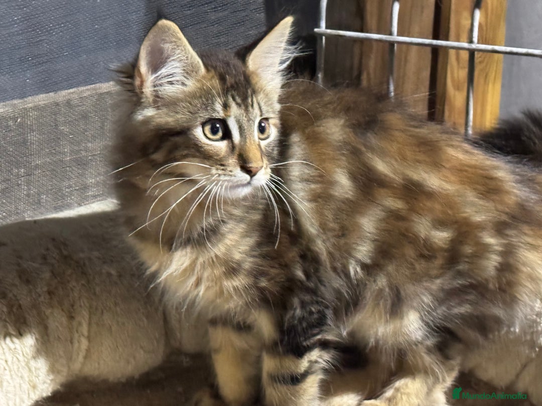 Maine Coon gatos en venta: Preciosa Camada Maine Coon - Anuncio 19