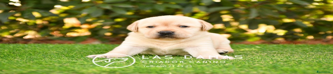 Labrador Retriever Macho color dorado