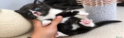 Británico de Pelo Corto gatos en venta: PRECIOSO BRITISH SHORTHAIR BICOLOR NEGRO - Anuncio 4