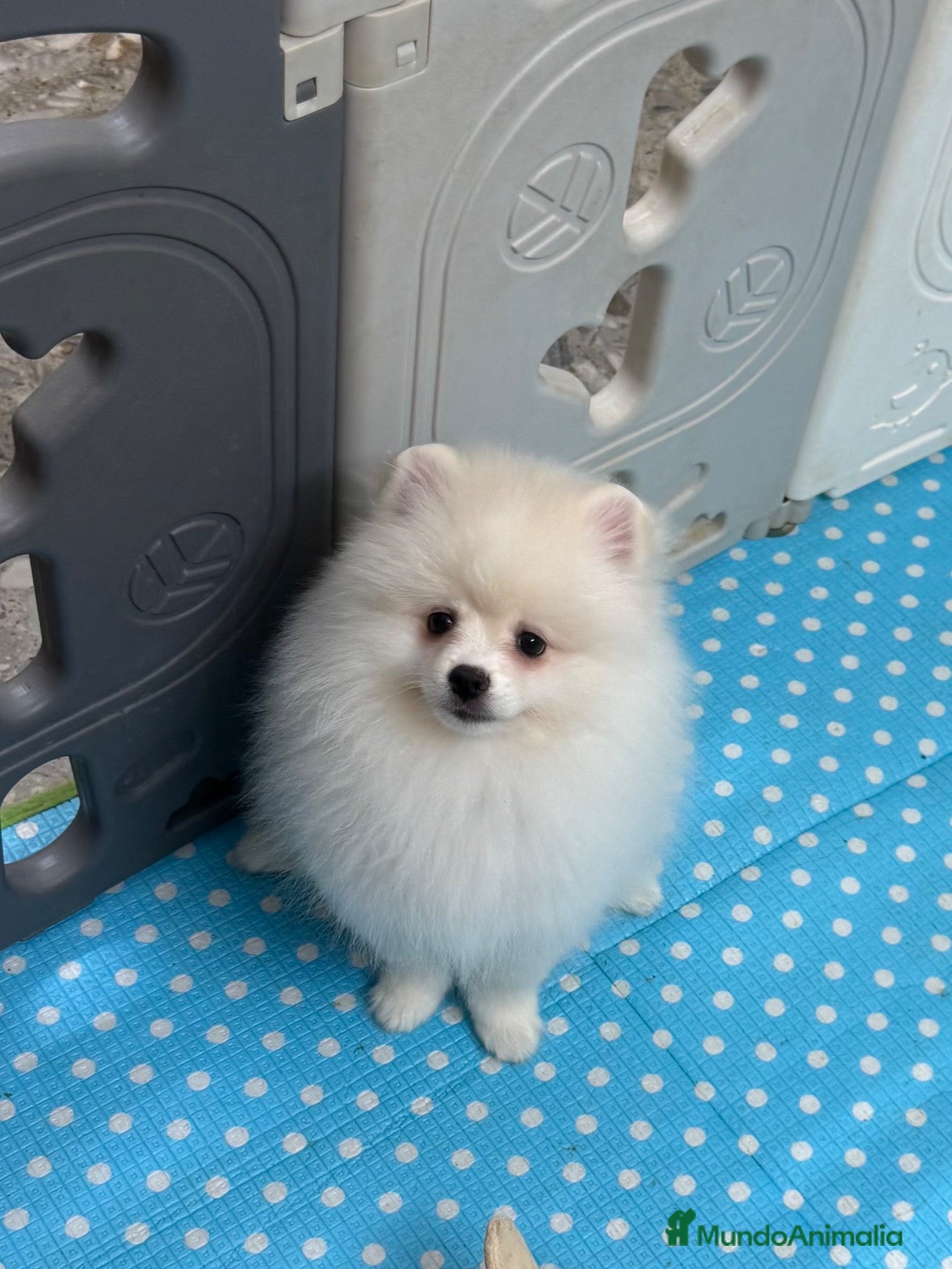 Pomerania perros Pomerania Hembra - Anuncio 1
