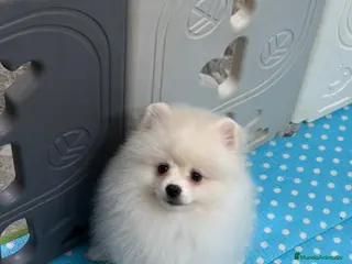 Pomerania perros Pomerania Hembra - Anuncio 1