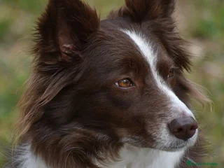 Border Collie perros - Anuncio 2