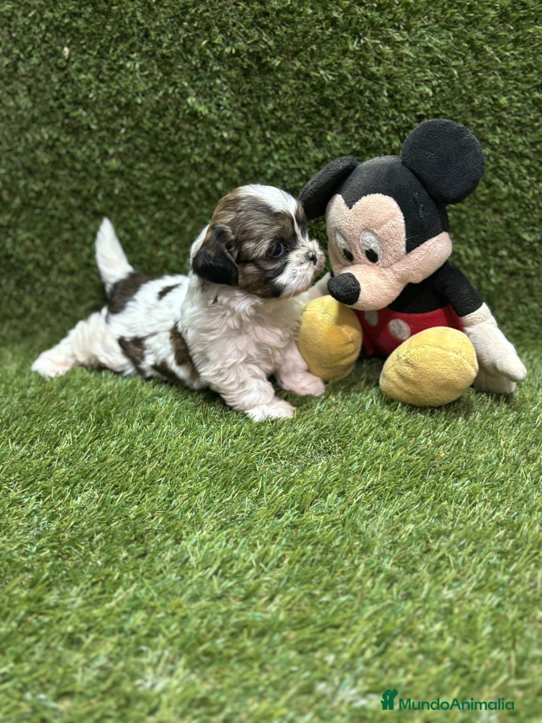 Shih Tzu perros en venta: Shih tzu  - Anuncio 2