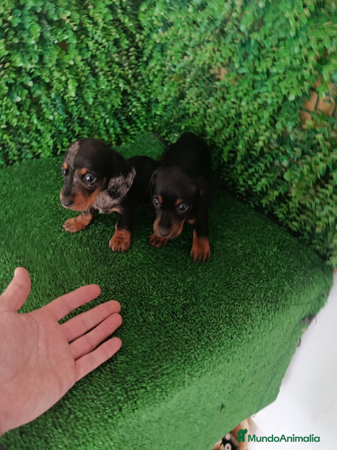 Teckel perros en venta: Hembras teckel  - Anuncio 11