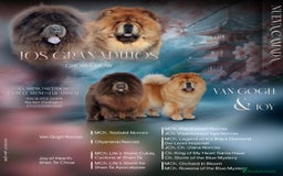 Chow Chow perros en venta: Reservas Cachorros Nueva camada.  - Imagen 1
