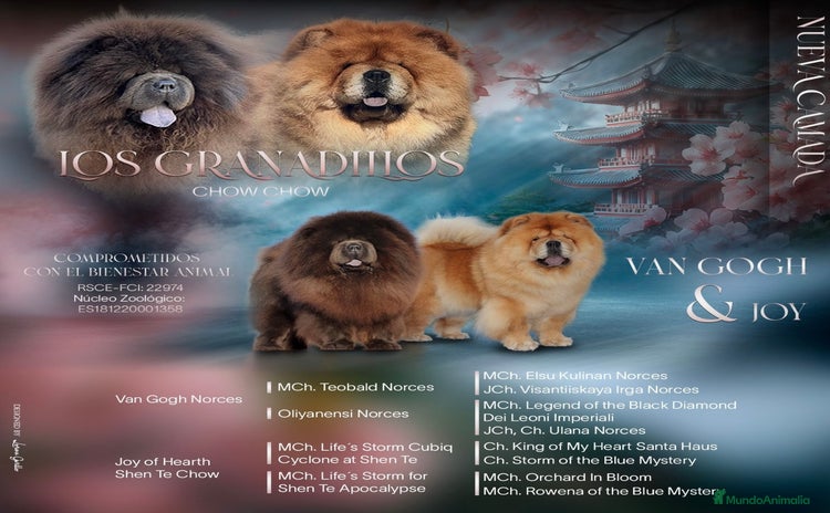 Chow Chow perros - Anuncio 1