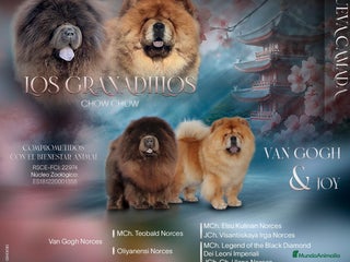 Chow Chow perros - Anuncio 3