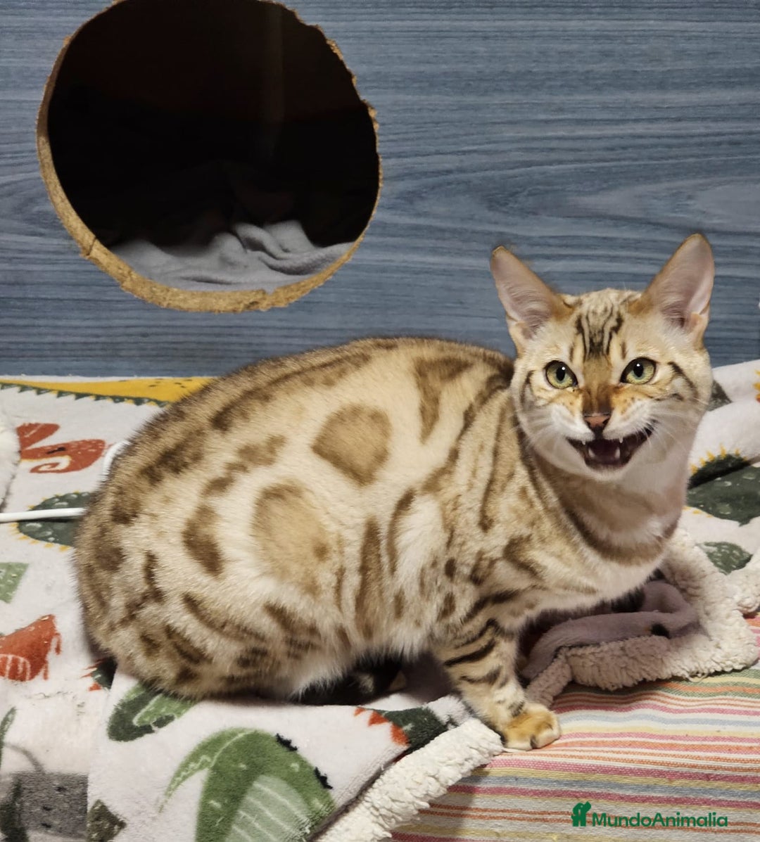 Bengalí gatos en venta: Bengalí Macho Snow Mink - Anuncio 3