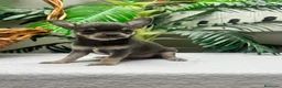 Chihuahua perros en venta: CHIHUAHUA BLUE - Anuncio 4