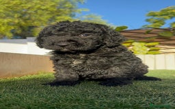 Perro de Agua Español perros en venta: PERRO DE AGUA ESPAÑOL - Imagen 8